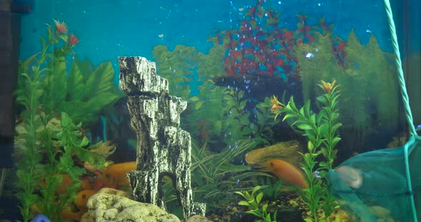 Clean Aquarium at Home alt