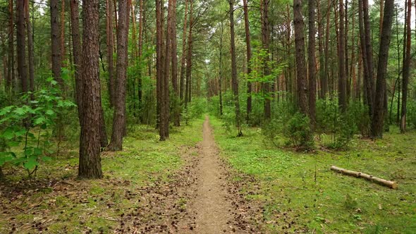 Walking The Forest Road alt