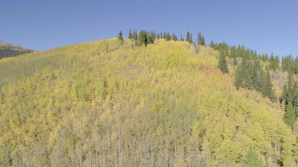 Fall foliage at Boreas Pass, CO alt