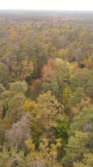 Vertical Video of Trees in the Forest in Autumn alt
