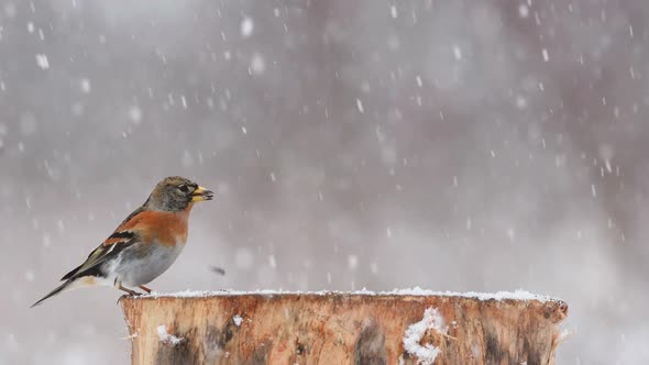 Brambling, Fringilla montifringilla, sitting on the winter bird feeder during a snowfall