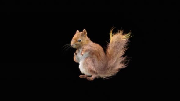 70 Squirrel Dancing HD alt