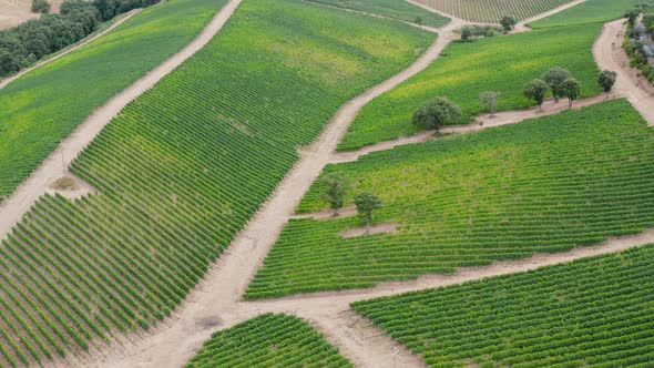 Tuscan vineyards alt