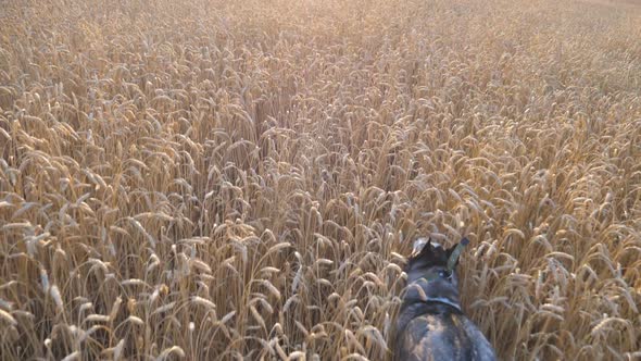 Rear View of Siberian Husky Dog Running Fast Through Golden Spikelets at Meadow on Sunset alt