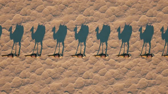 Camel Caravan Walks Through the Desert Casting a Shadow