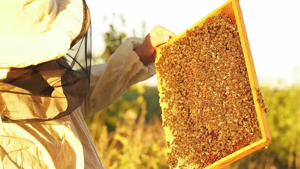 Beekeeper Holds a Honey Cage with Bees in His Hands alt