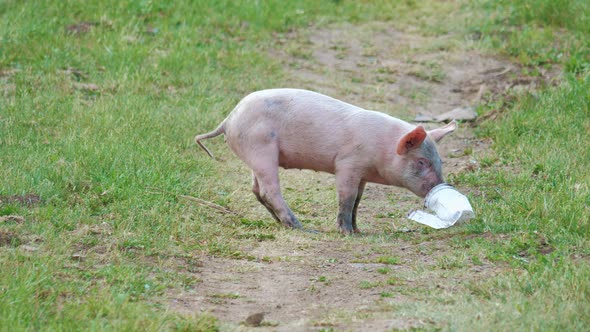 Cute Dirty Piglets Run Sniff Grass Eat in Meadow alt