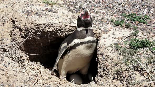 Magellanic Penguin Inside the Nest at Punta Tombo Natural Reserve, Argentina