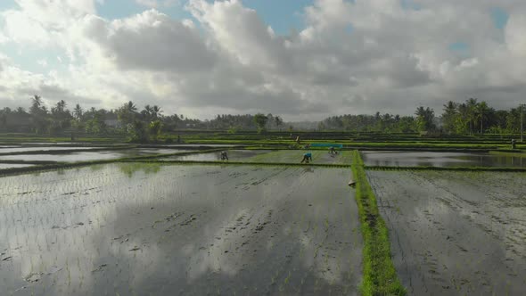 Aerial Shot of a Group of Farmers Planting Rice on a Beautiful Field Filled with Water on a Cloudy
