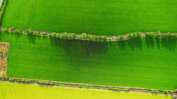 Aerial view of agriculture in rice fields for cultivation. Natural texture alt