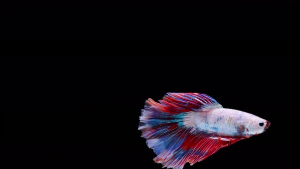 Multi color Siamese fighting fish alt