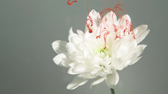 Ink Flower Water Lash Lava Red Paint White Daisy alt