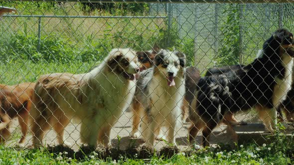 Dogs Frolic Behind an Aviary Net alt