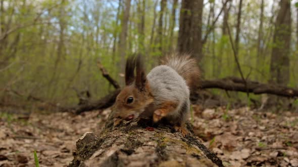 Hungry Fluffy Squirrel Found Bunch of Ripe Nuts on Log in Forest and Eats Them