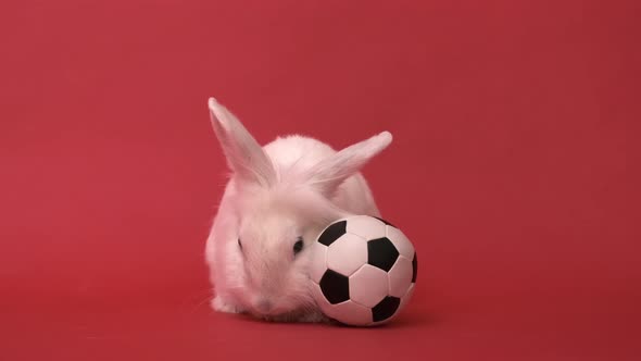 White Rabbit and Soccer Ball on Red Background