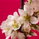Almond Blossom Timelapse Rotating on Red - VideoHive Item for Sale