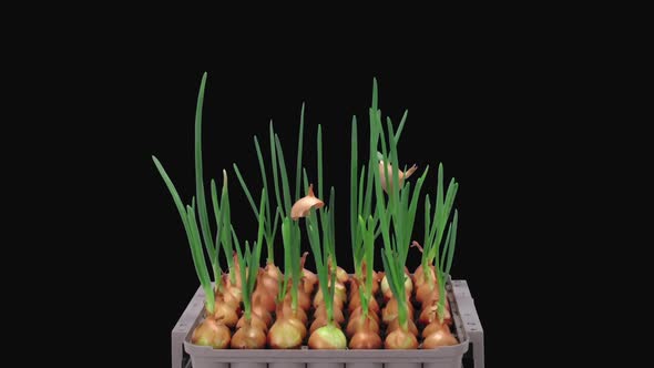 Time-lapse of growing green onions alt
