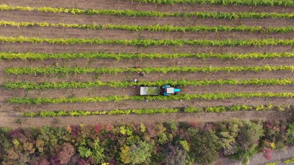 Grape Pickers and Harvester alt
