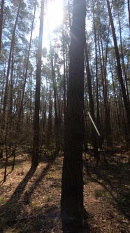 Vertical Video of the Forest By Day alt