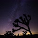 The Milky Way and Joshua Trees - VideoHive Item for Sale