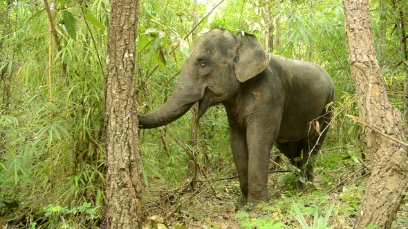 asia elephant in tropical forest alt