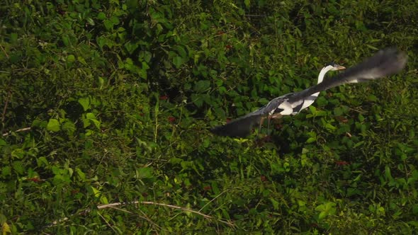 Cocoi Heron Bird Ardea Cocoi in Natural Habitat