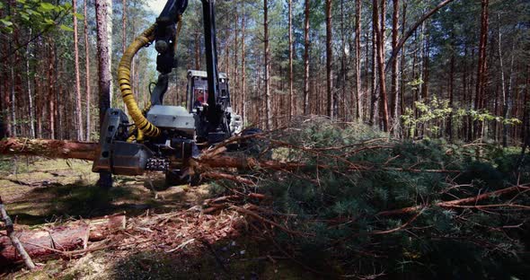 A deforestation tractor works in the forest cutting down trees. Industrial wood harvesting.