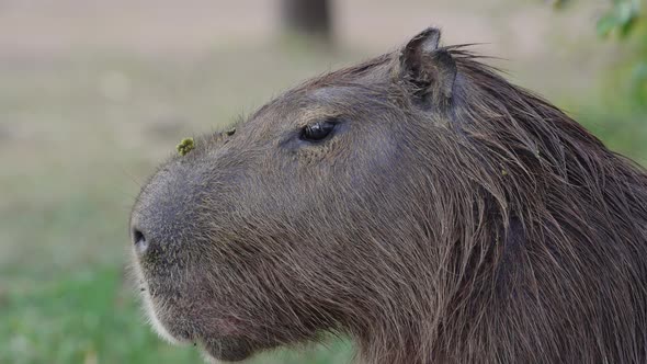 Close shot of a capybara's head as it moves its ears to deter irritating flies alt