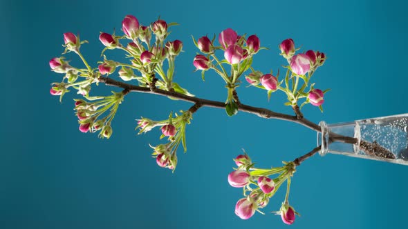 Vertical Footage of Apple Tree Pink Buds Opening Against Blue Background