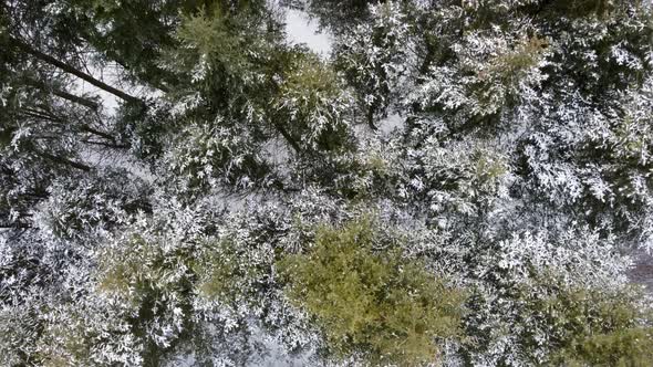 Evergreen pine tree branches, winter aerial view