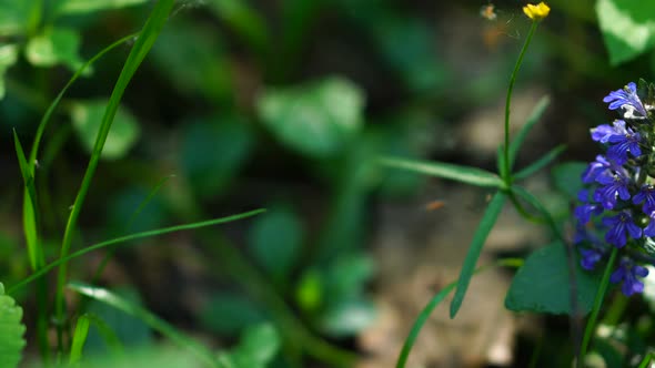 Macropanorama Of Flower 2