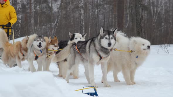 Musher Preparing for Dog Sled Racing in Winter alt