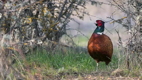 Birds Common Pheasant Phasianus colchicus, male cock. Slow motion alt