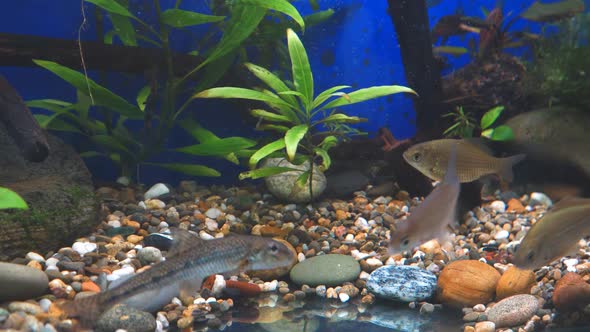 Young Bream, Carp and Minnows Swim in the Aquarium. Freshwater River Fish in an Aquarium alt