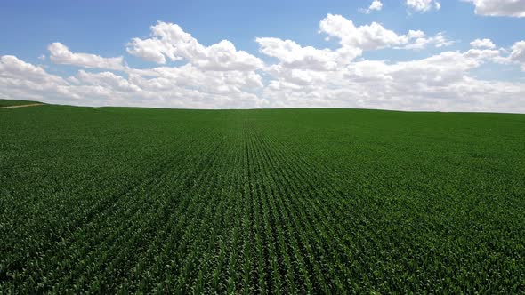 Agriculture Time alt