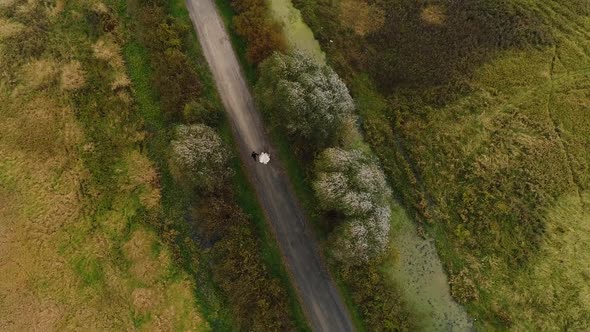 Wedding Young Couple Man and Woman Walk on a Dirt Road Among Fields and Swamps