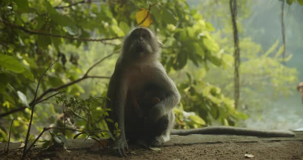 Closeup View of Single Animal Sitting on Ground and Observing Surroundings alt