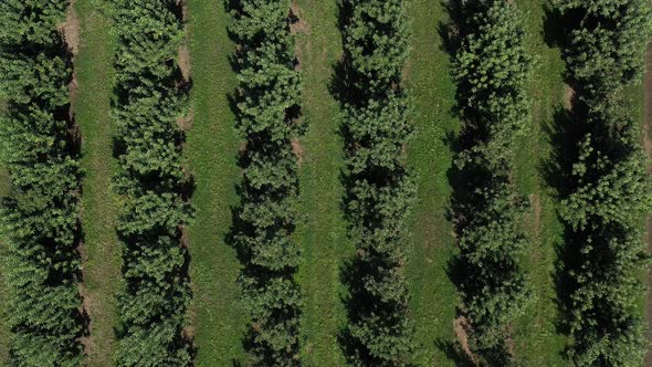 Aerial top down view of rows of apple trees in the orchard at a farm in Washington. alt