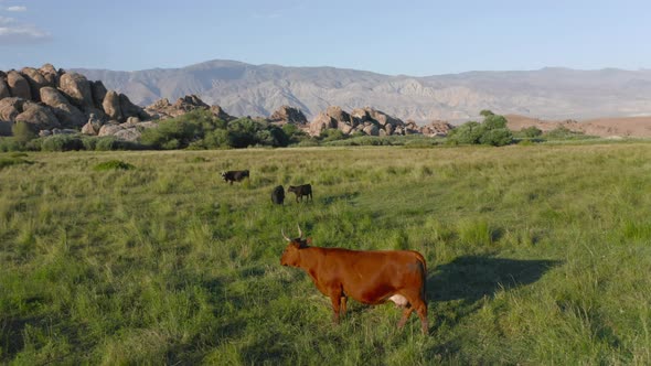 Slow Motion Amazing Milk Cows on the Beautiful Green Meadow. Aerial of Cow Herd alt