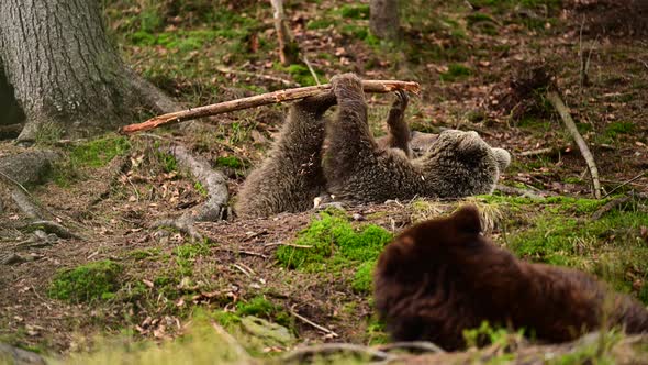 The brown bear plays with a stick, the life of forest dwellers, the brown bears of Synevyr glade.