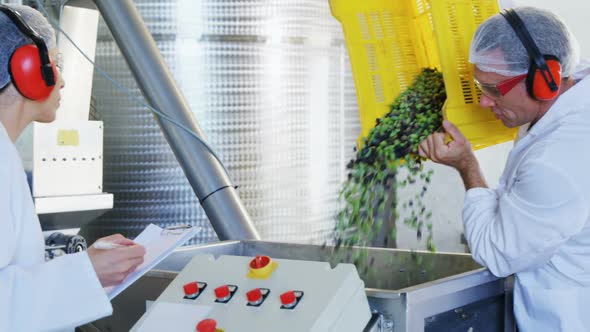 Technician putting harvested olive in machine alt