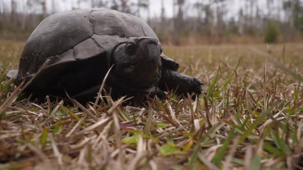 Close up of a Gulf Coast box turtle coming towards camera alt
