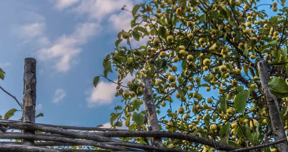 Hyperlapse From Wicker Fence To Apple Tree Beautiful Autumn Landscape Time Lapse In Camera Movement By Sacura2017