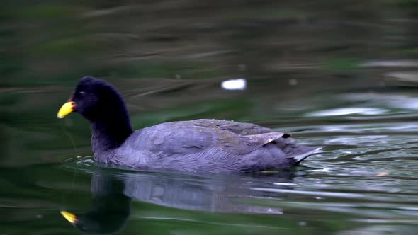 A red-fronted coot swimming on a pond to the left side of the frame alt