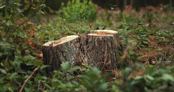 Cutted Pine Trees in Forest