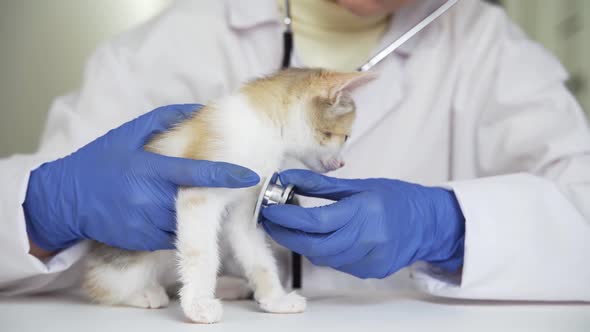 Doctor in Vet Clinic Checking Up Kitten