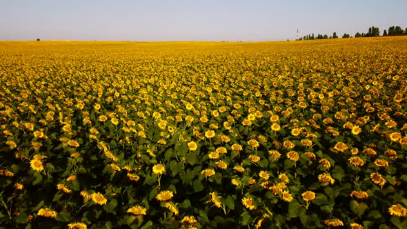 Aerial Drone View Flight Over Sunflowers Growing on Field of Sunflowers alt