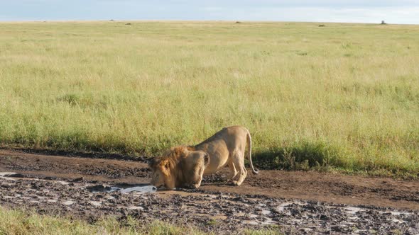 Male Lions on the rocks in Serengeti National Park Tanzania alt