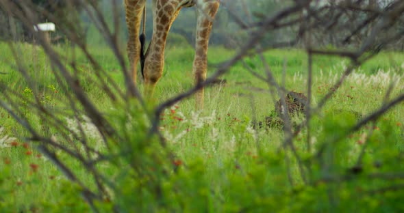 Still Shot of Giraffe Legs Walking Slowly Seen Through Branches and Grass alt