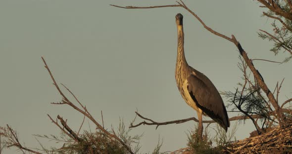 Grey herons, Ardea cinerea, Camargue,  ornithological park of Pont de Gau in France alt